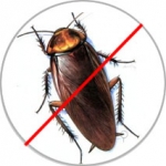Cockroach Control Services company in Dhaka Bangladesh